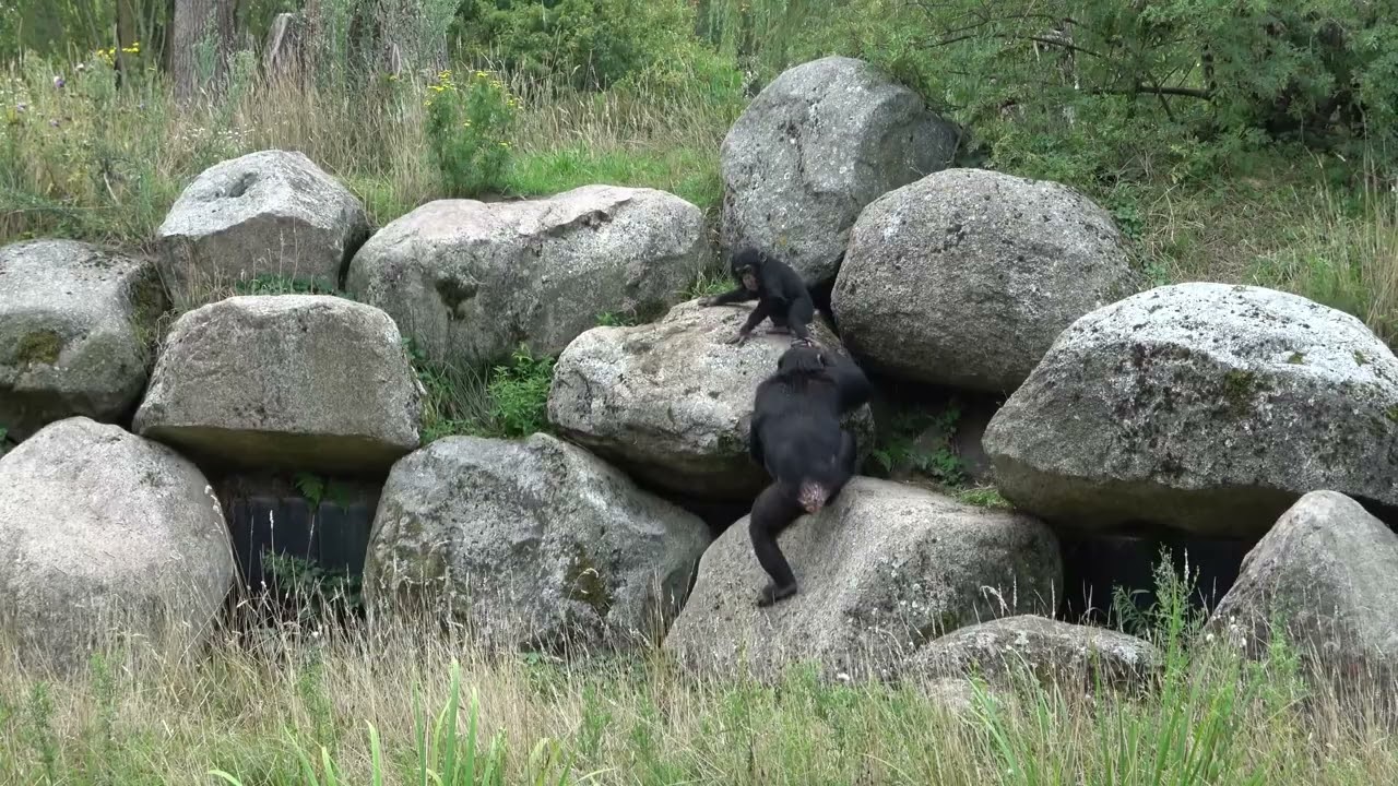 The three-year-old chimpanzee Kymani sees the rocks as a huge slide.
