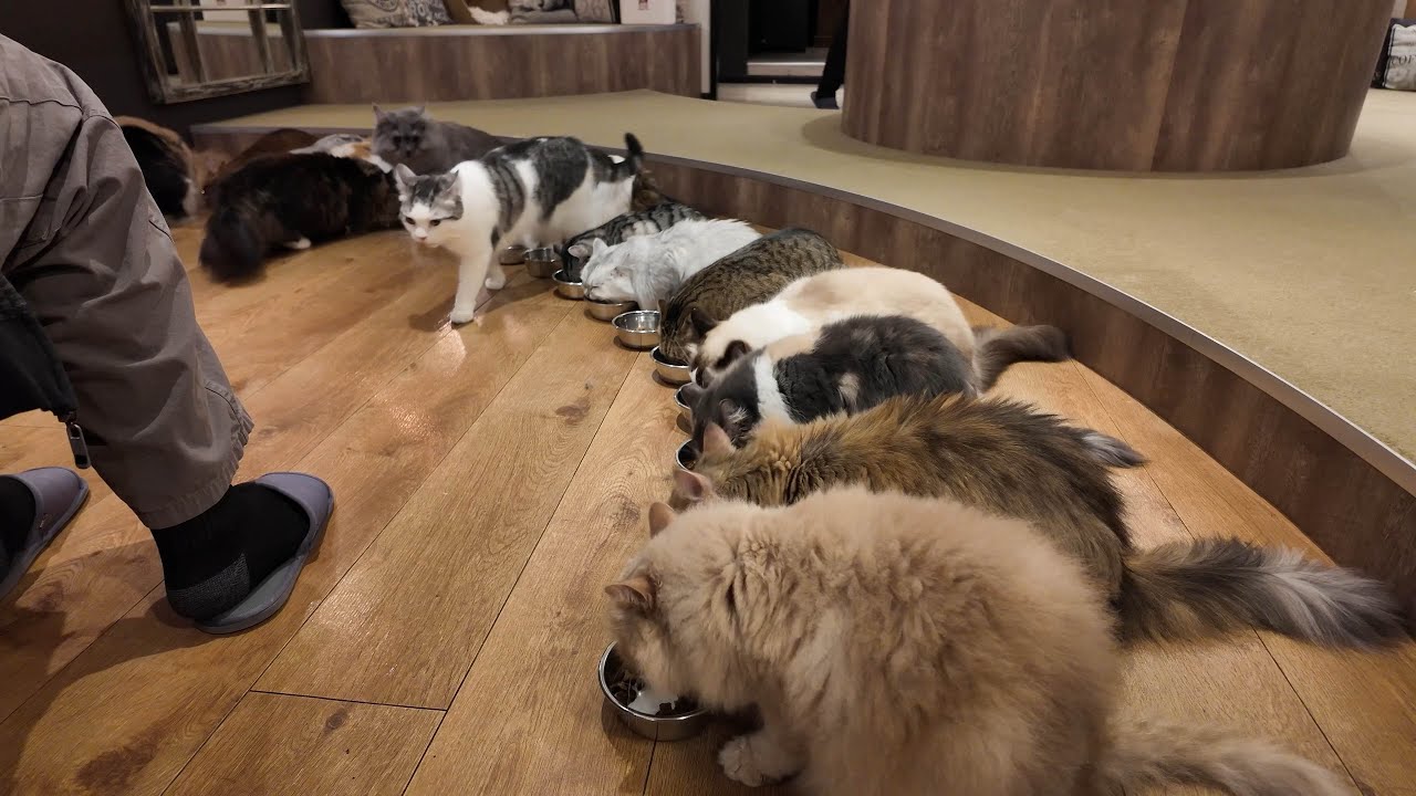 Exploring Ikebukuro’s Cat Café MOCHA! 🐾 A Purr-fect Time with Cute Cats!