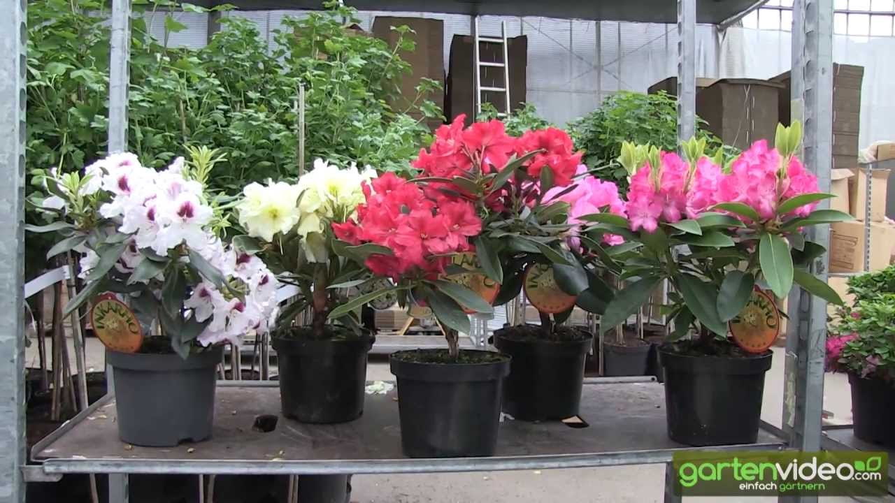 Rhododendron INKARHO - was heisst INKARHO