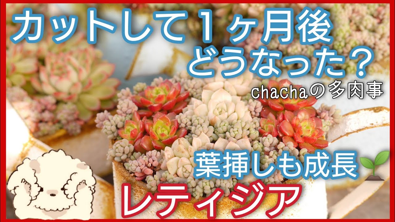 【多肉植物】冬に強いレティジア☺️カットして１ヶ月後の様子と寄せ植えの変化☺️葉挿しトレーの整理もしました🎶