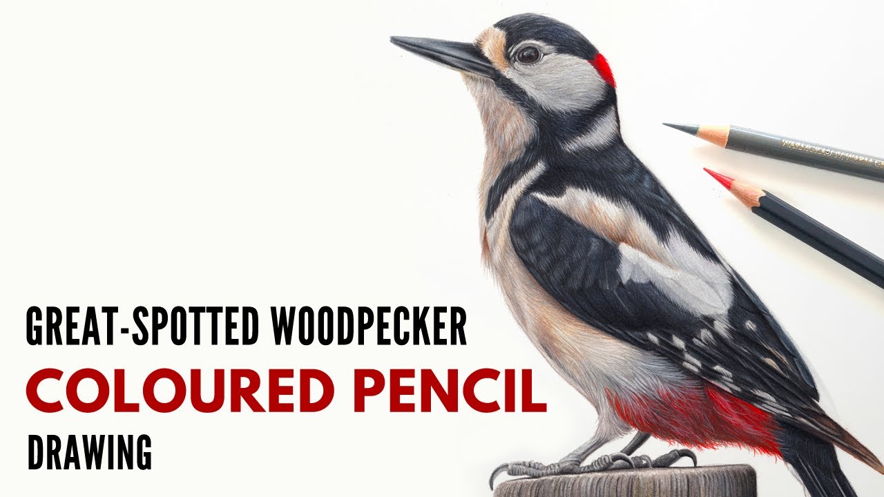 Drawing a Woodpecker Bird in Colored Pencil | Realistic Bird Drawing | Coloured Pencil Artist