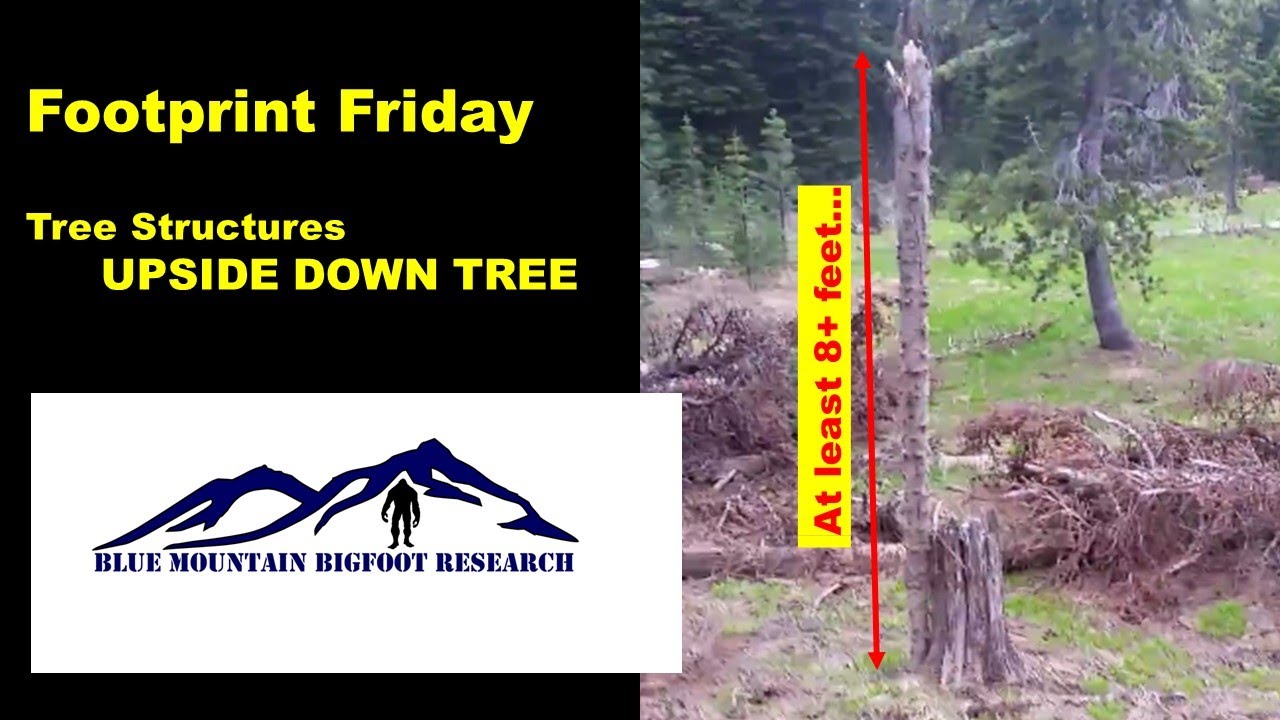 🌲Bigfoot Tree Structures and Nests🐵