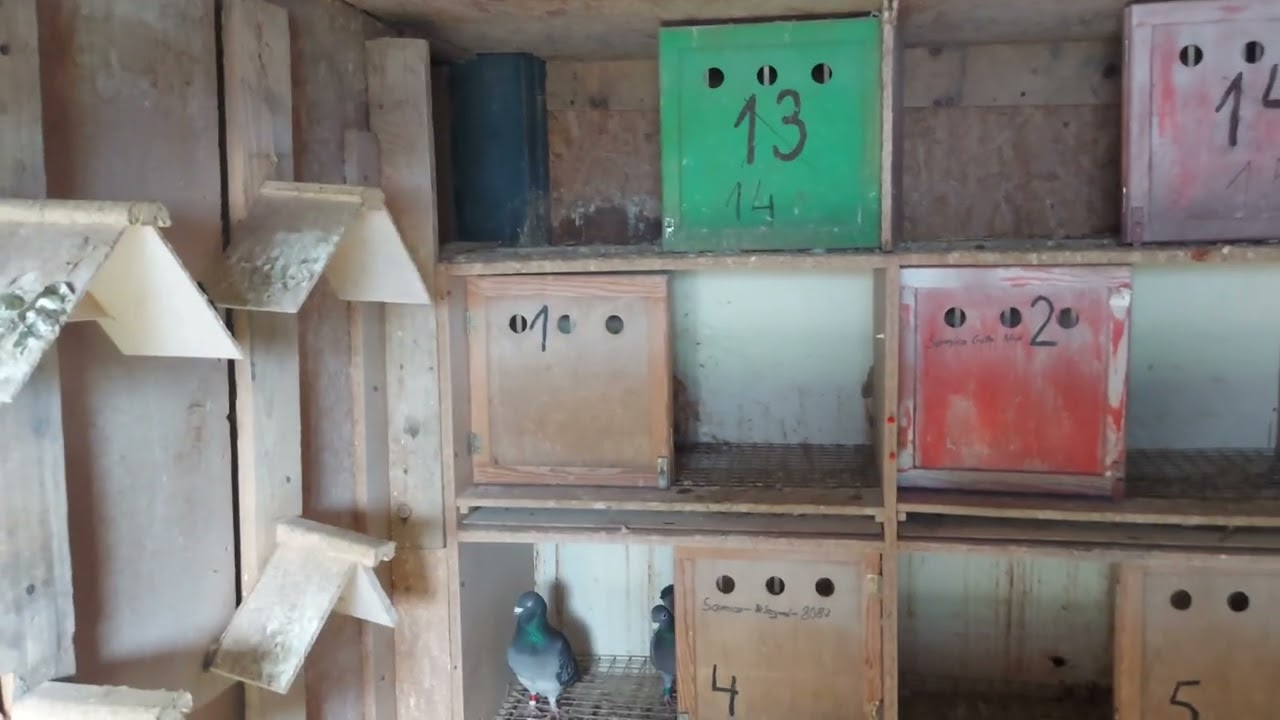 ODWIEDZINY U HODOWCY GOŁEBI POCZTOWYCH👌 I KĄPIEL MOICH POCZTOWYCH ✋️👌💪💥💣👌🕊🌊🏝⛱️🍻🥂🍺 30.03.23