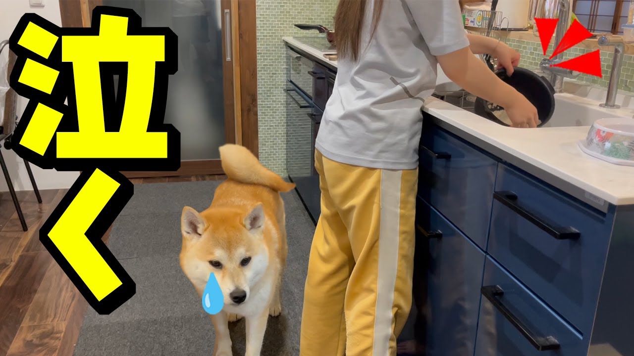 娘が料理をしたら、まさかの柴犬が泣き出す事態に…