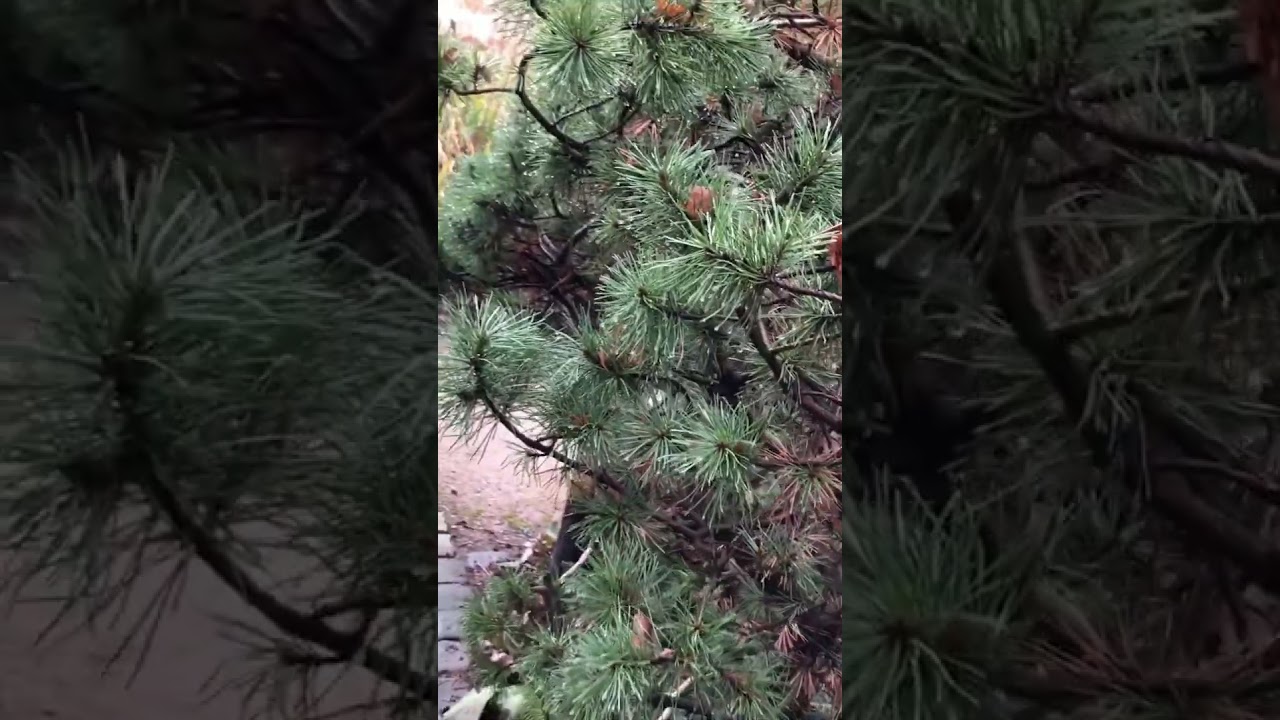 Германия. Очень холодно🥶Зимний, февральский  парк 🪾🪾🪾🌲
