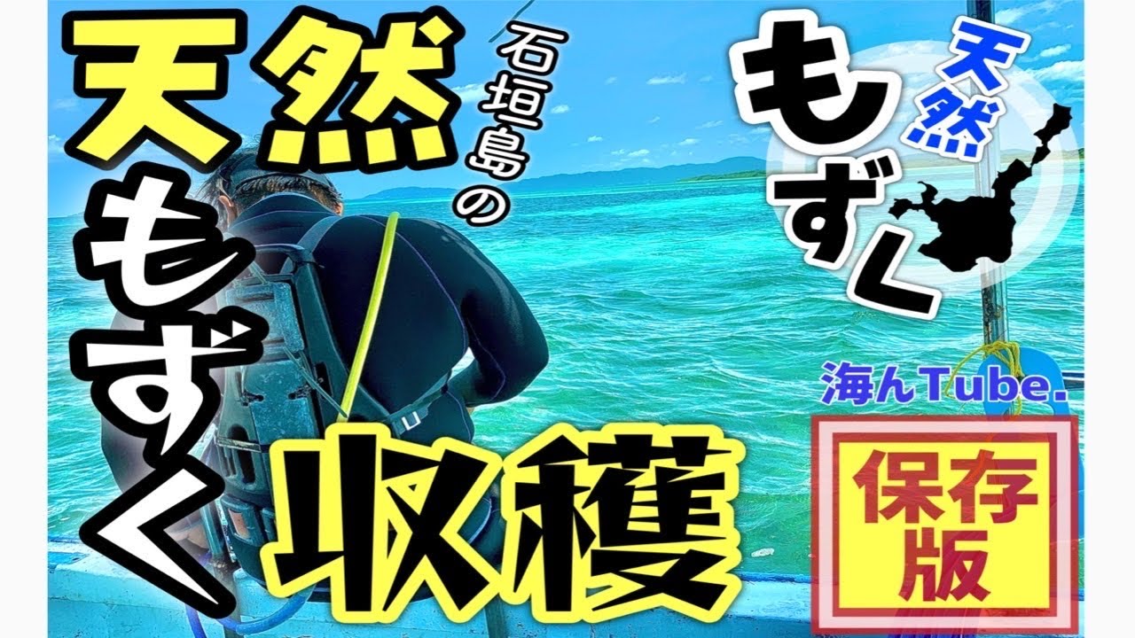 石垣島天然もずく収穫