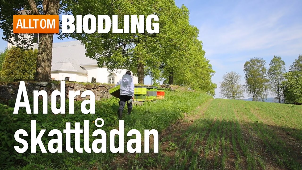 Andra skattlådan - Biodling