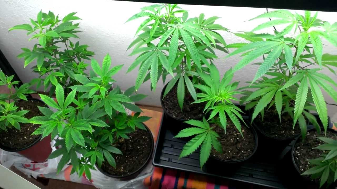 Vegetative Room . 2/18/13