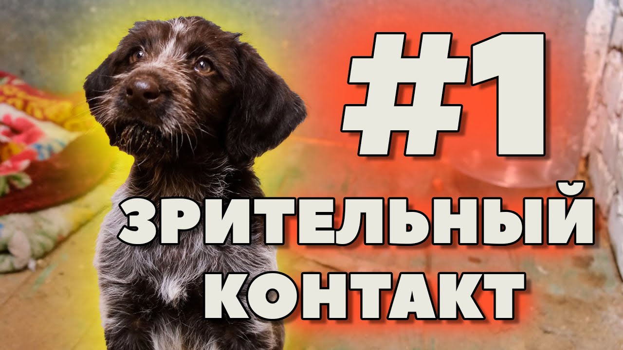 #1. ЗРИТЕЛЬНЫЙ КОНТАКТ С ЩЕНКОМ😲. Первое с чего нужно начинать дрессировать и воспитывать щенка