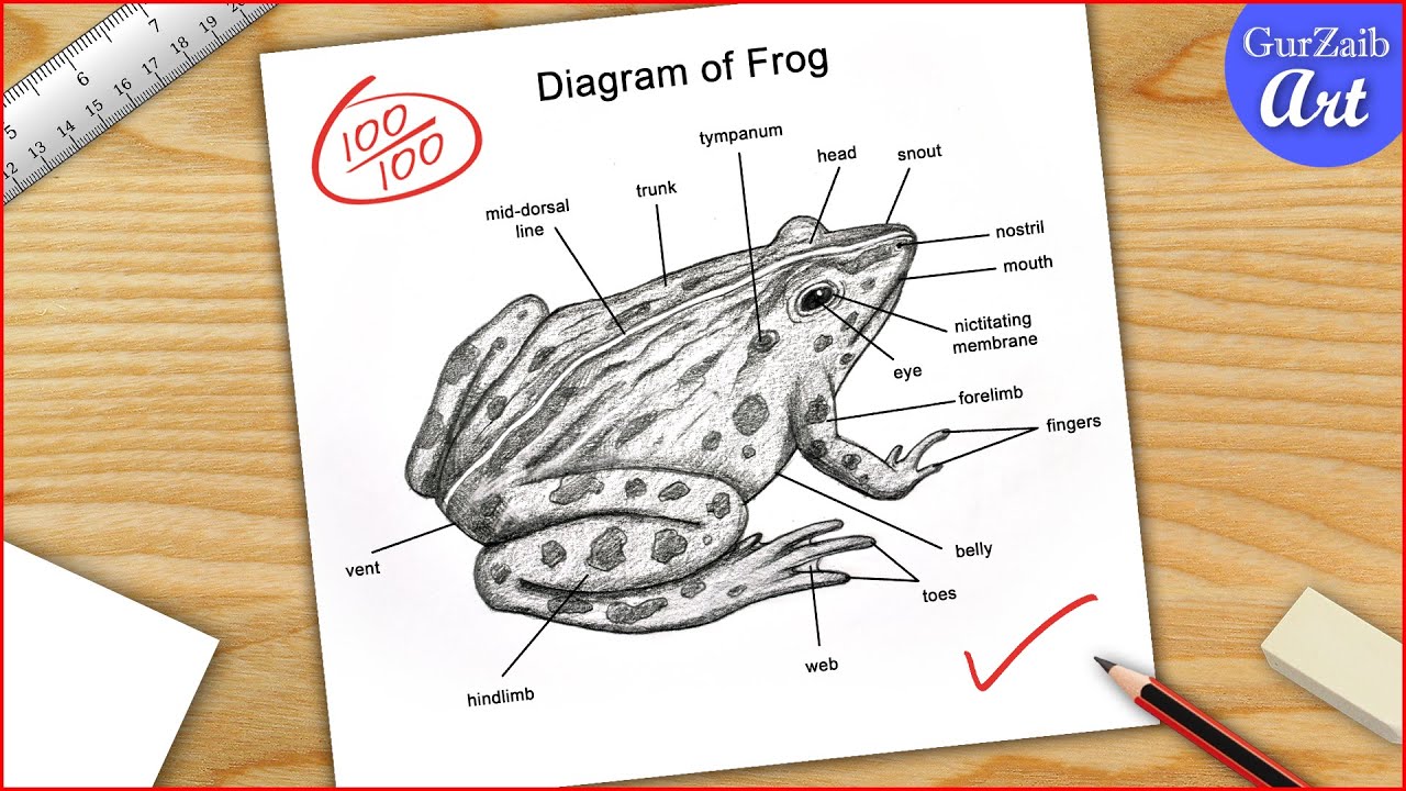 Frog Diagram drawing CBSE || easy way || Labeled Science projects - for beginners