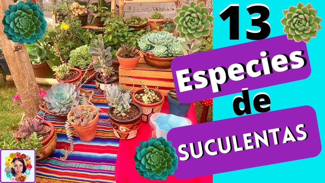 Variedades de Suculentas Parte 1 y Como reproducirlas