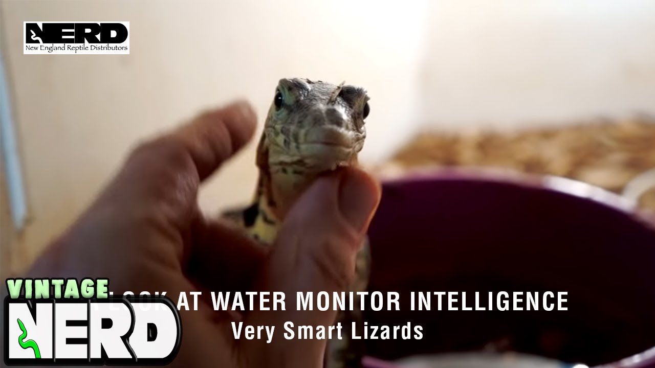 A Look At Water Monitor Intelligence - Very Smart Lizards.