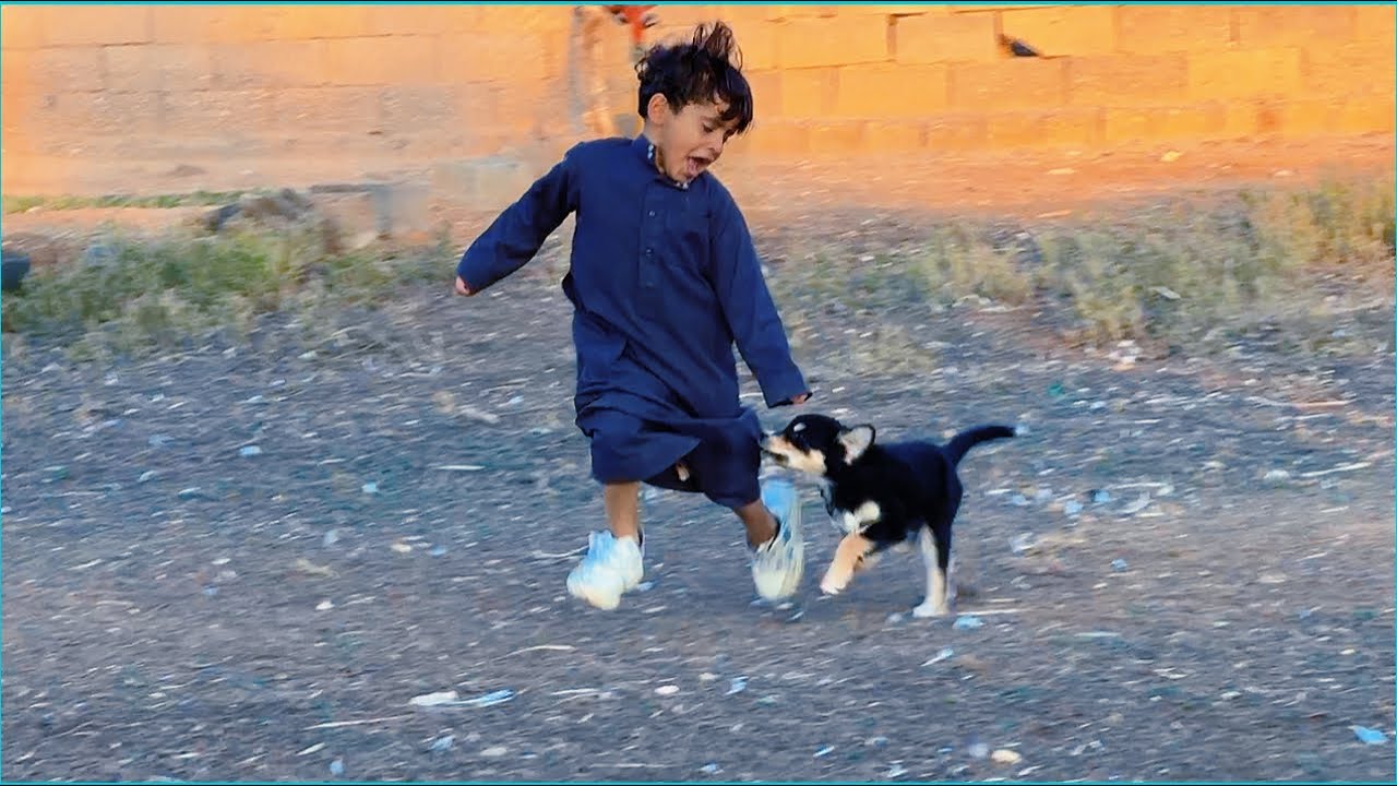 تدريب سداح 🐕                               ونشيك على الطيور 🕊️🕊️