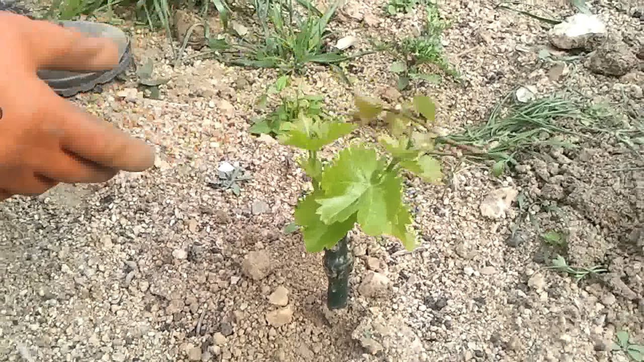 Su Boe Anno I (Year I): Il germogliamento delle barbatelle (The budding of rooting grafts)
