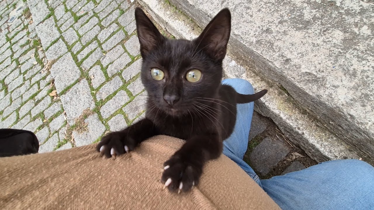 The sweetest and friendliest stray black kitten I’ve ever seen.