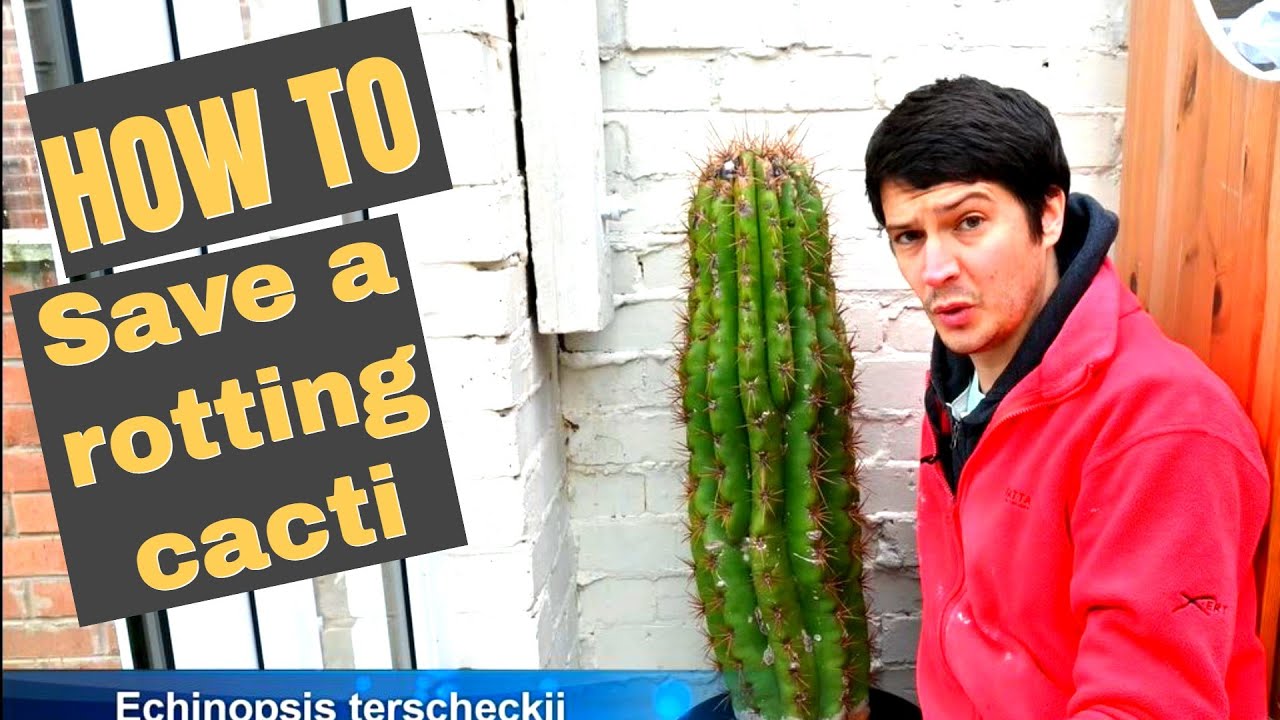 How to save a rotting Cacti