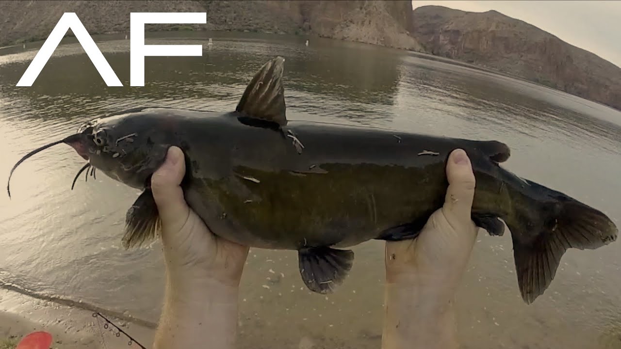MULTI DAY ARIZONA KAYAK FISHING TRIP!!! CATCHING CHANNEL & FLATHEAD CATFISH!!