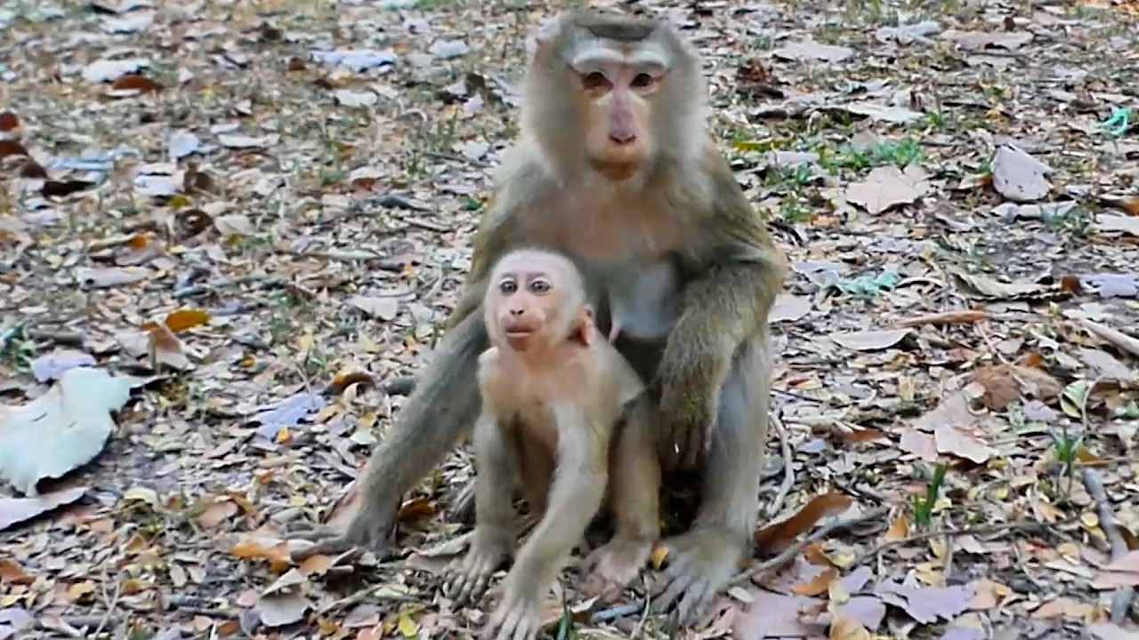Reaction Family Luna Discipline to Lynx while Camera Man go to give Delicious Fruit !