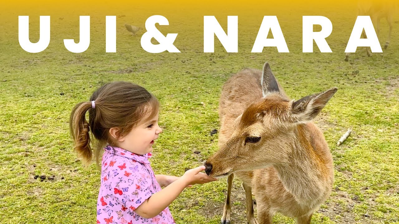 Uji & Nara with kids! (temple, matcha noodles and deer)