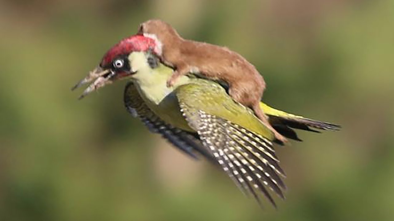 ANIMAUX QUI ONT SAUV&Eacute; OU AID&Eacute; D&rsquo;AUTRES ANIMAUX | Lama Fach&eacute;