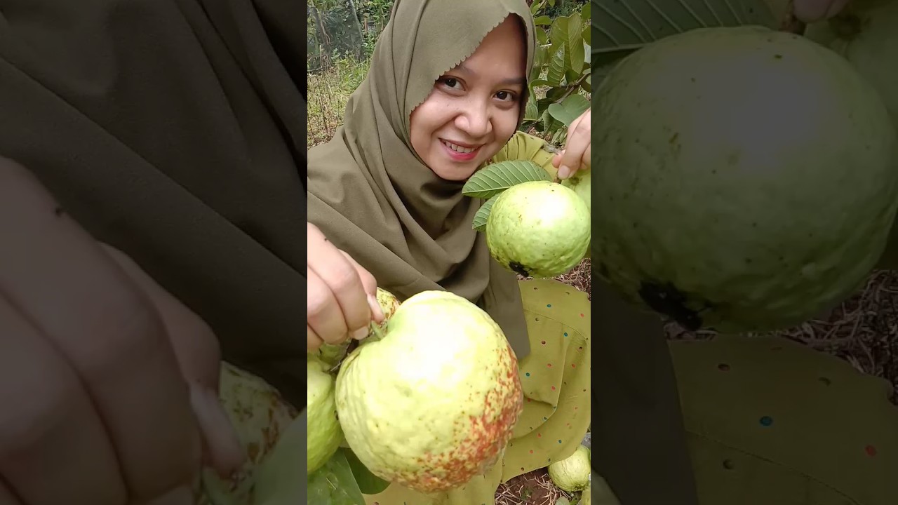 Memanen Jambu Mega Merah di Indonesian Fruit