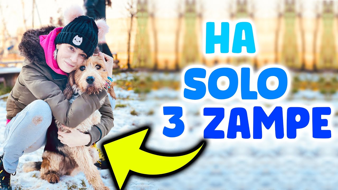 Vado a conoscere I CANI del CANILE!! Sono BELLISSIMI!! 🐕