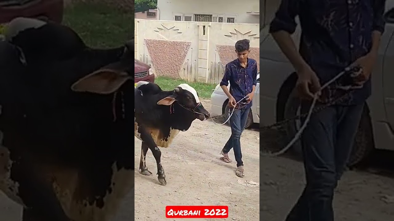 Cow for Qurbani 2022 Today | Qurbani Videos Today