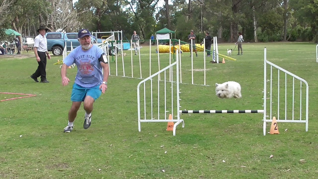 2 Aug 2015 St Ives; Agility Dog Open Run; Westie Toby