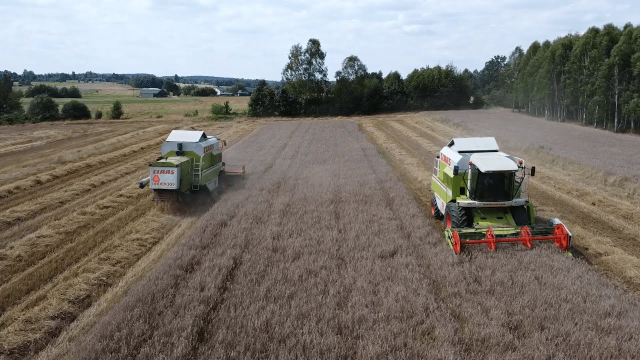 Żniwa Na Wesoło W GR Gola! 2x Claas Dominator 98 VX!? Czuć Opór!!!