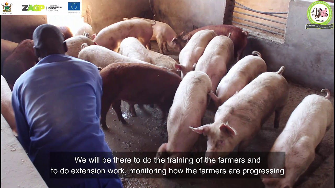 Pig Industry Board's role in the VALUE project