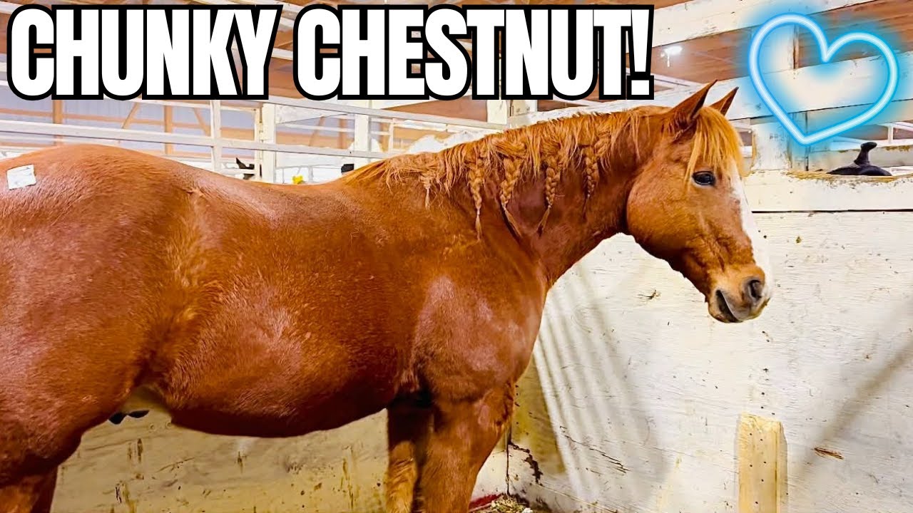 Should I BUY A BIG Quarter Horse At The Auction?