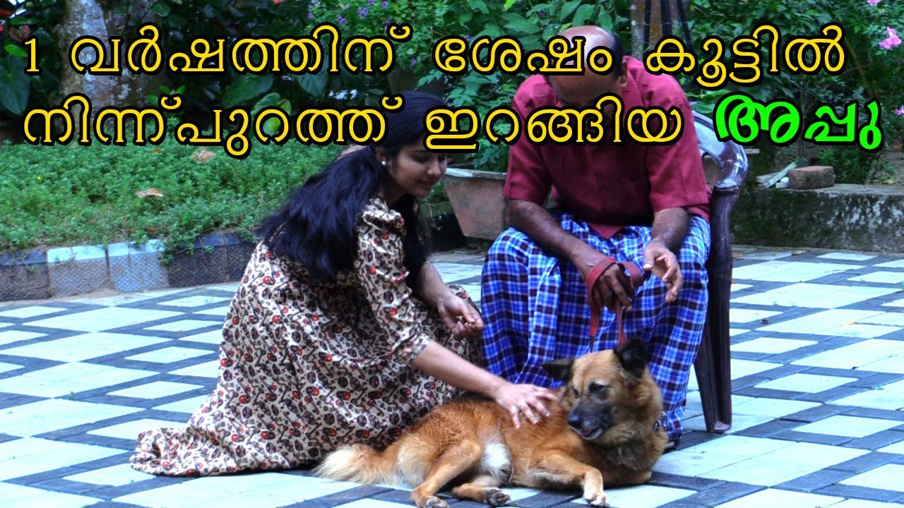 😍Aggressive spitz nadan Cross : തൊട്ടാല്‍ 
