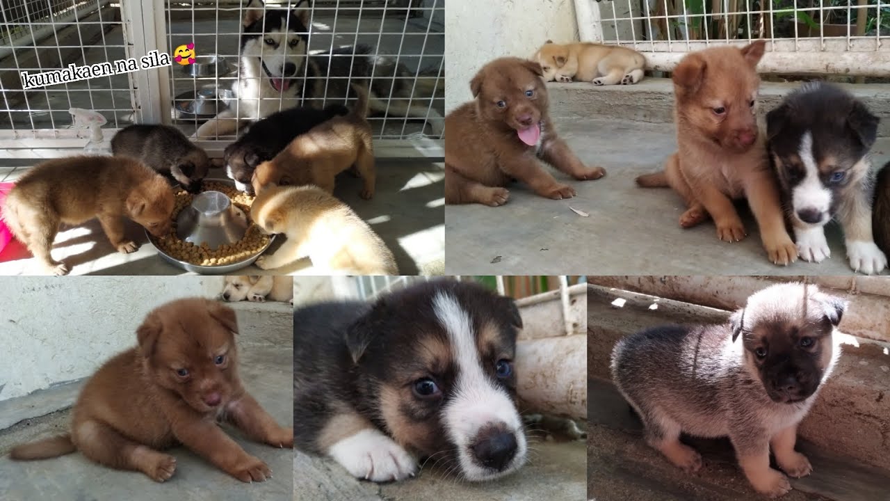 Happy One Month | HALF HUSKY , HALF ASPIN | HUSPIN