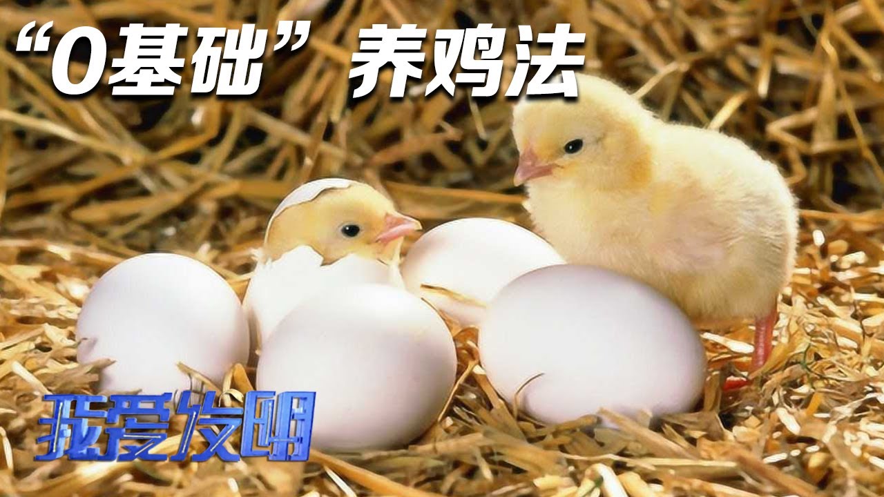 &ldquo;0基础&rdquo;也能把鸡养好！他开创了养鸡新模式，用机器人来养鸡，在家里就能管理鸡舍！|「我爱发明」20230626