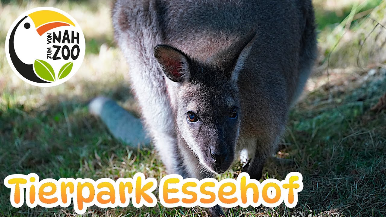 Tierpark Essehof - Was Großes für die Kleinen - Von Nah zum Zoo 4k