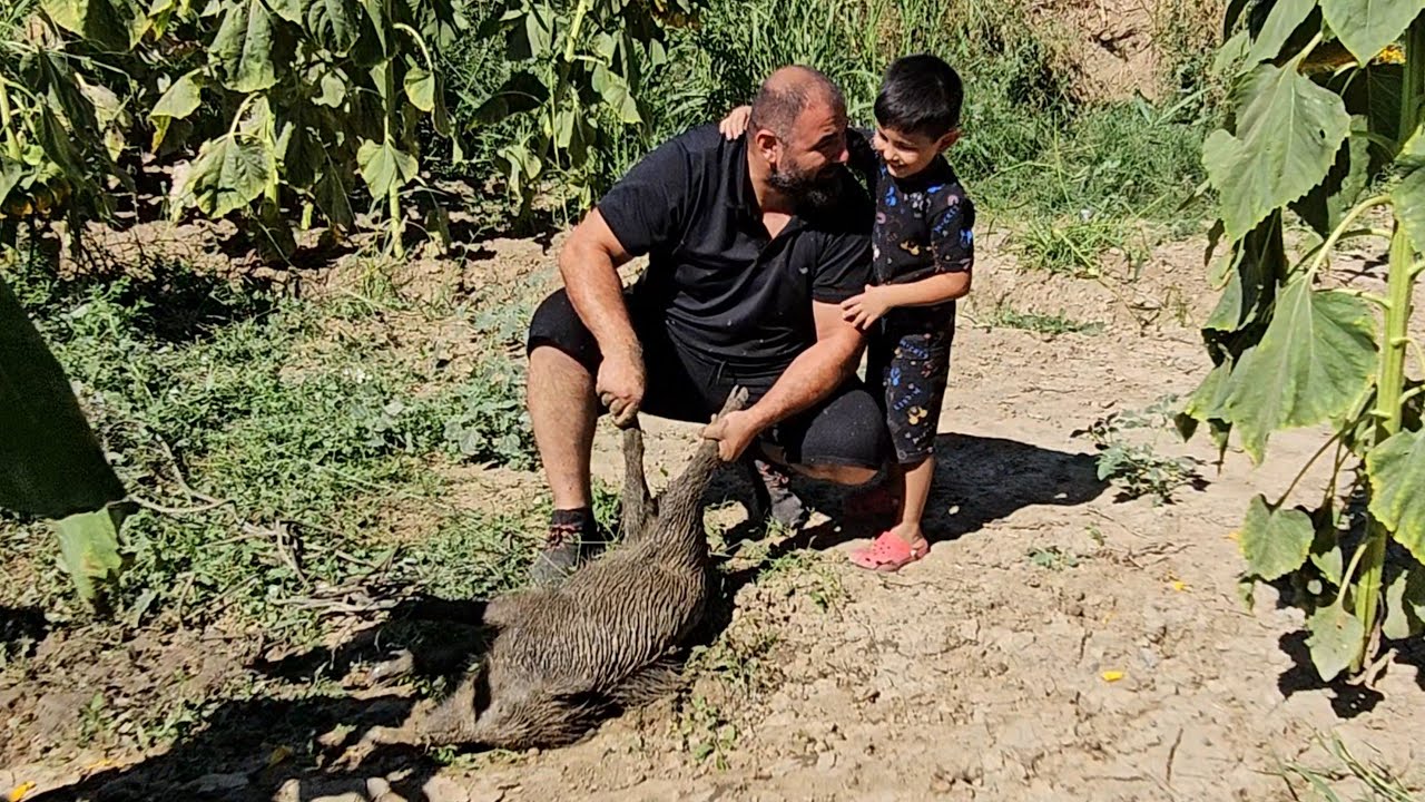 Su Kuyusuna D&uuml;şen Yavru Domuzu Kurtardık...