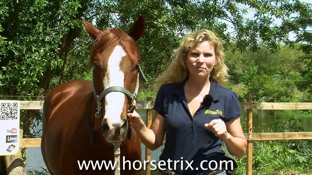 HorseTrix #4- Training the SMILE