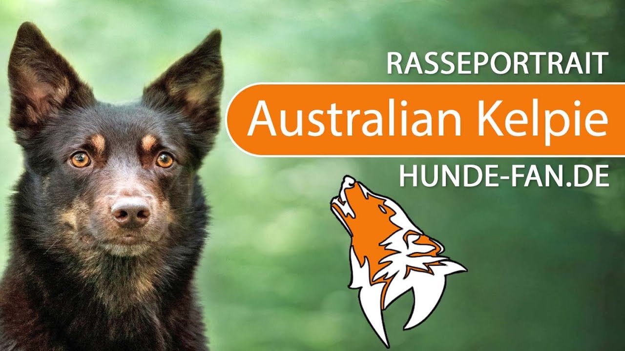 ► Australian Kelpie [2018] Rasse, Aussehen & Charakter