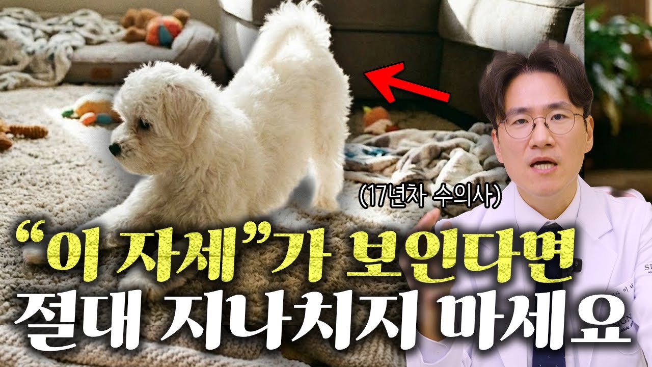 반려견에게 최악의 질환, 강아지 췌장염의 모든 것 l 보호자가 하는 흔한 실수