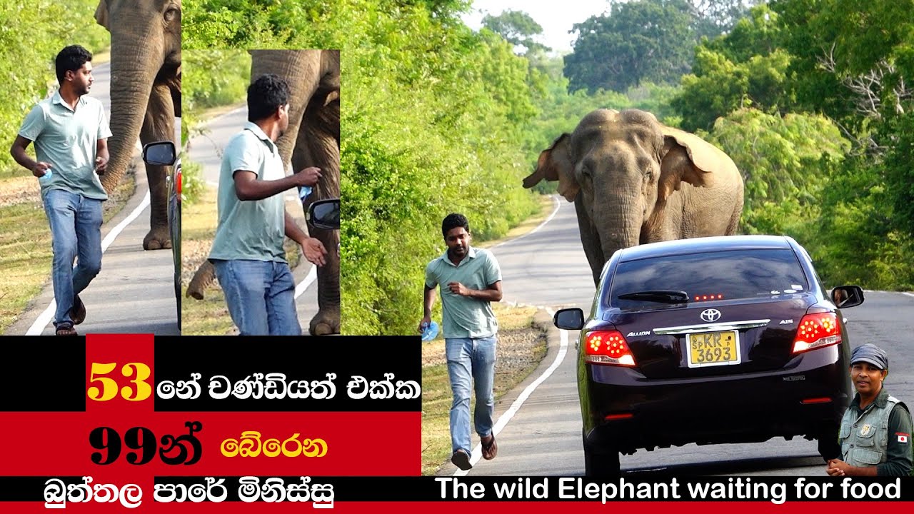 53 නේ චණ්ඩියත් එක්ක | 99න් බේරෙන බුත්තල පාරේ මිනිස්සු | The wild Elephant waiting for food