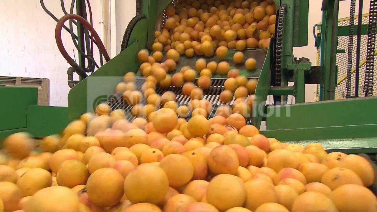 FILE:GRAPEFRUIT MAY TURN PRESCRIPTION DRUGS DEADLY