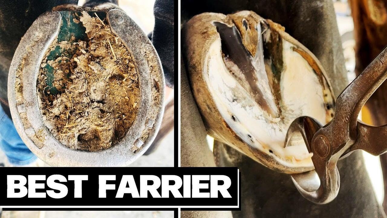 Bringing New Life to an Old Horse Hoof: An ASMR Farrier Restoration Experience