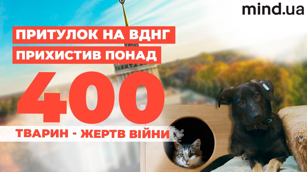 Київський притулок прихистив 400 загублених і покинутих через війну тварин