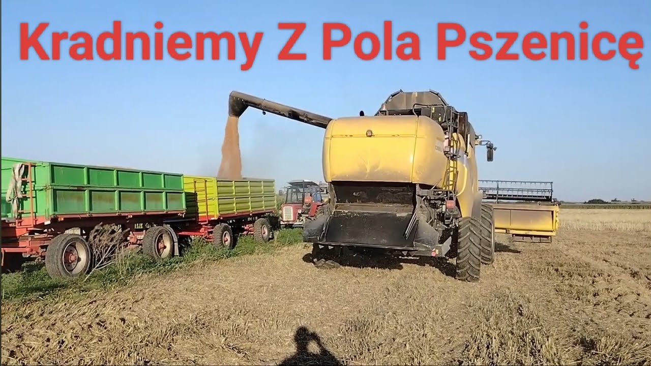  Kradzione Żniwa, kosimy Pszenice