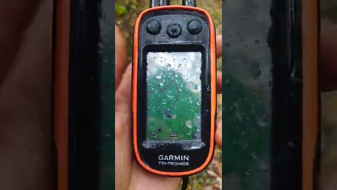 охота 2022 прогулка с собачками,сбор грибов, обзор gps навигатор Garmin alpha 100