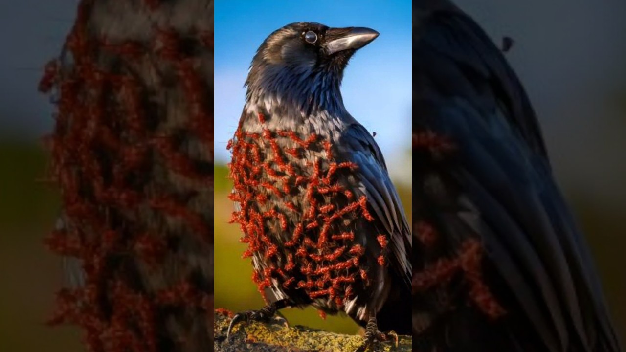 What A Clever Bird