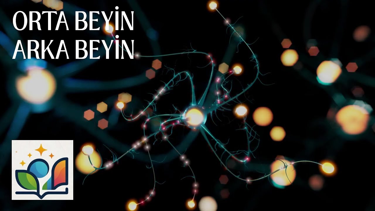 AYT-ORTA VE ARKA BEYİN. 4. BÖLÜM