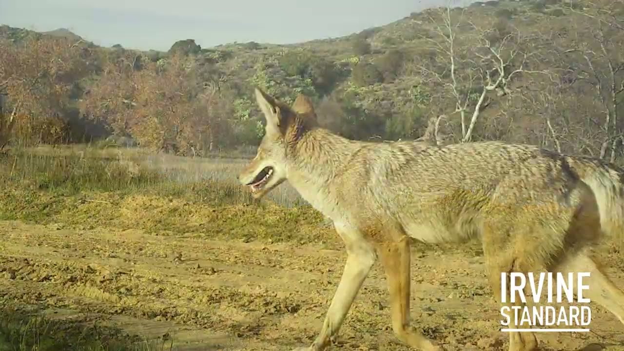 Irvine Ranch Wilderness Cameras