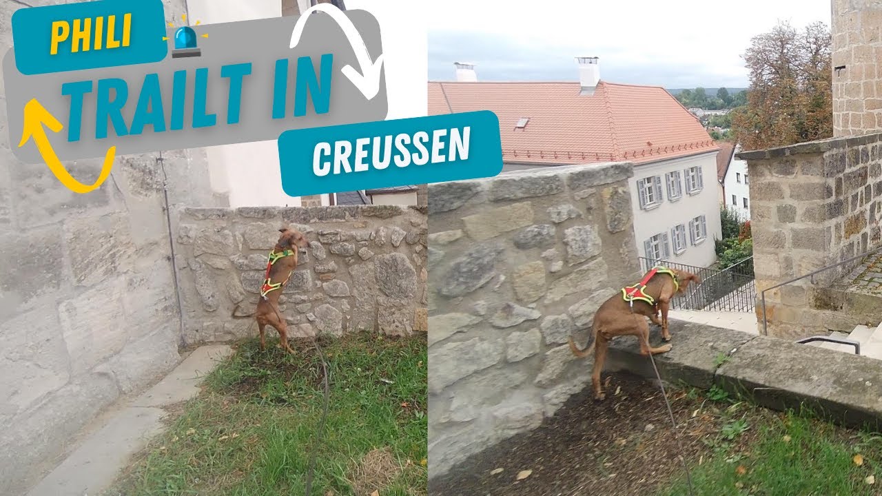 Quer durch! #segugiomaremmano #mantrailing