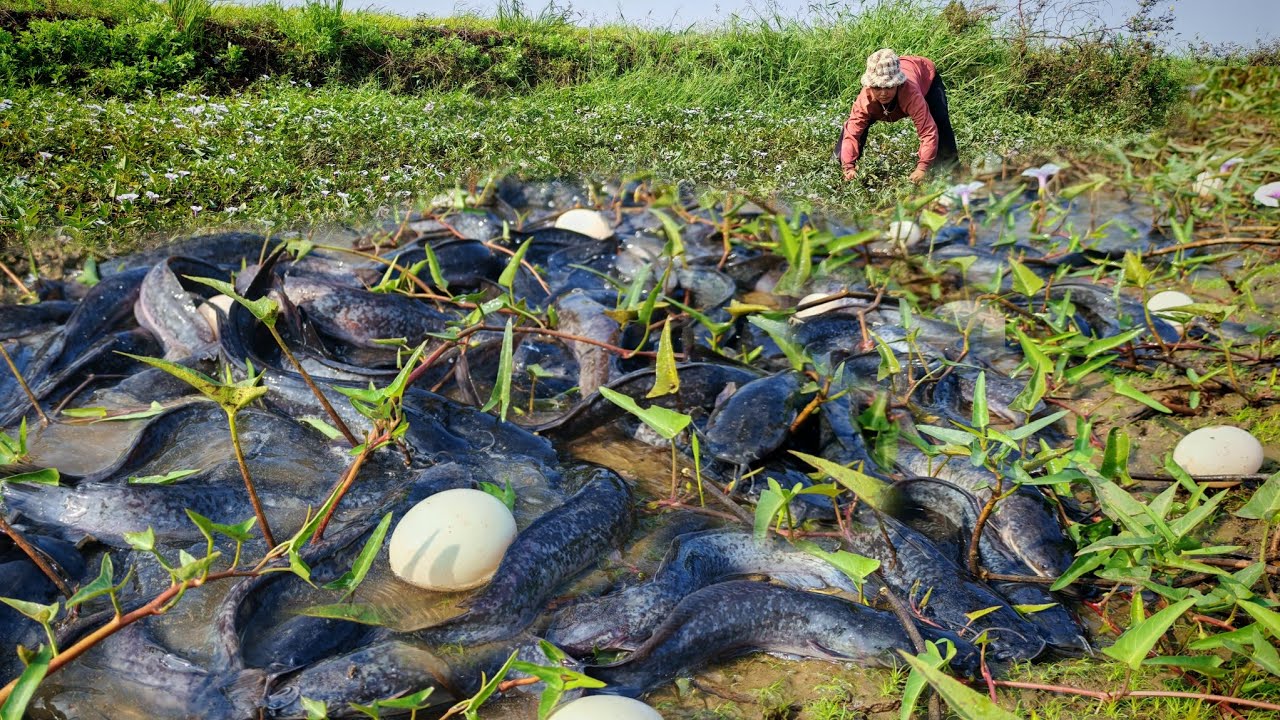 wow unique fishing - catching fish and pick a lot of duck egg at field by hand skill